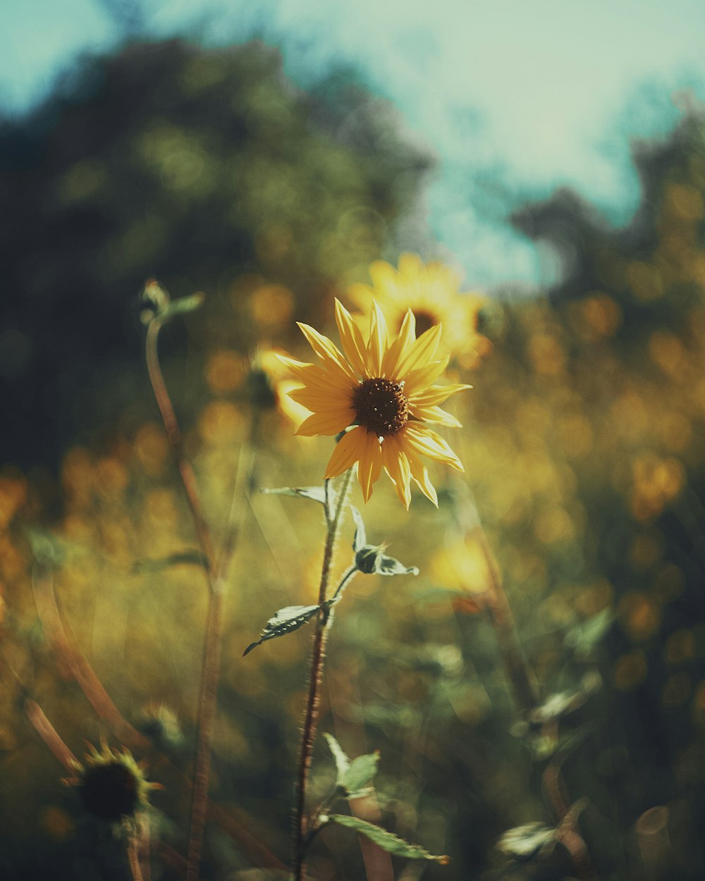 Un girasole in un campo di erba alta