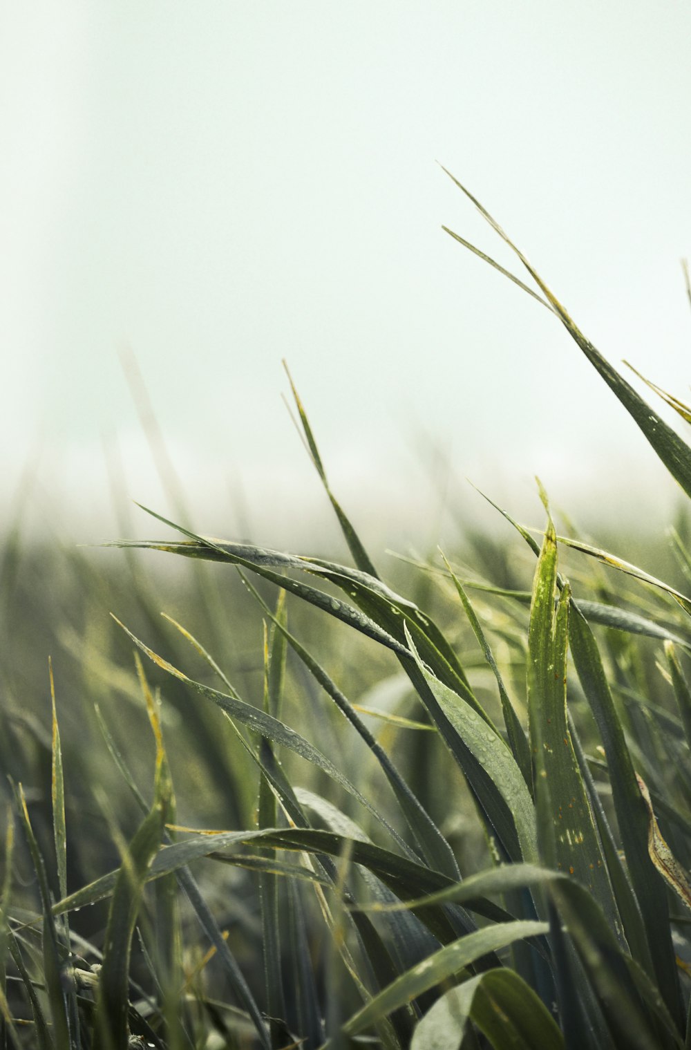 a close up of a field of grass with a sky in the background