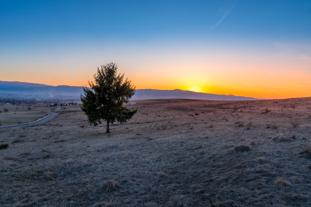 a lone tree in the middle of a field