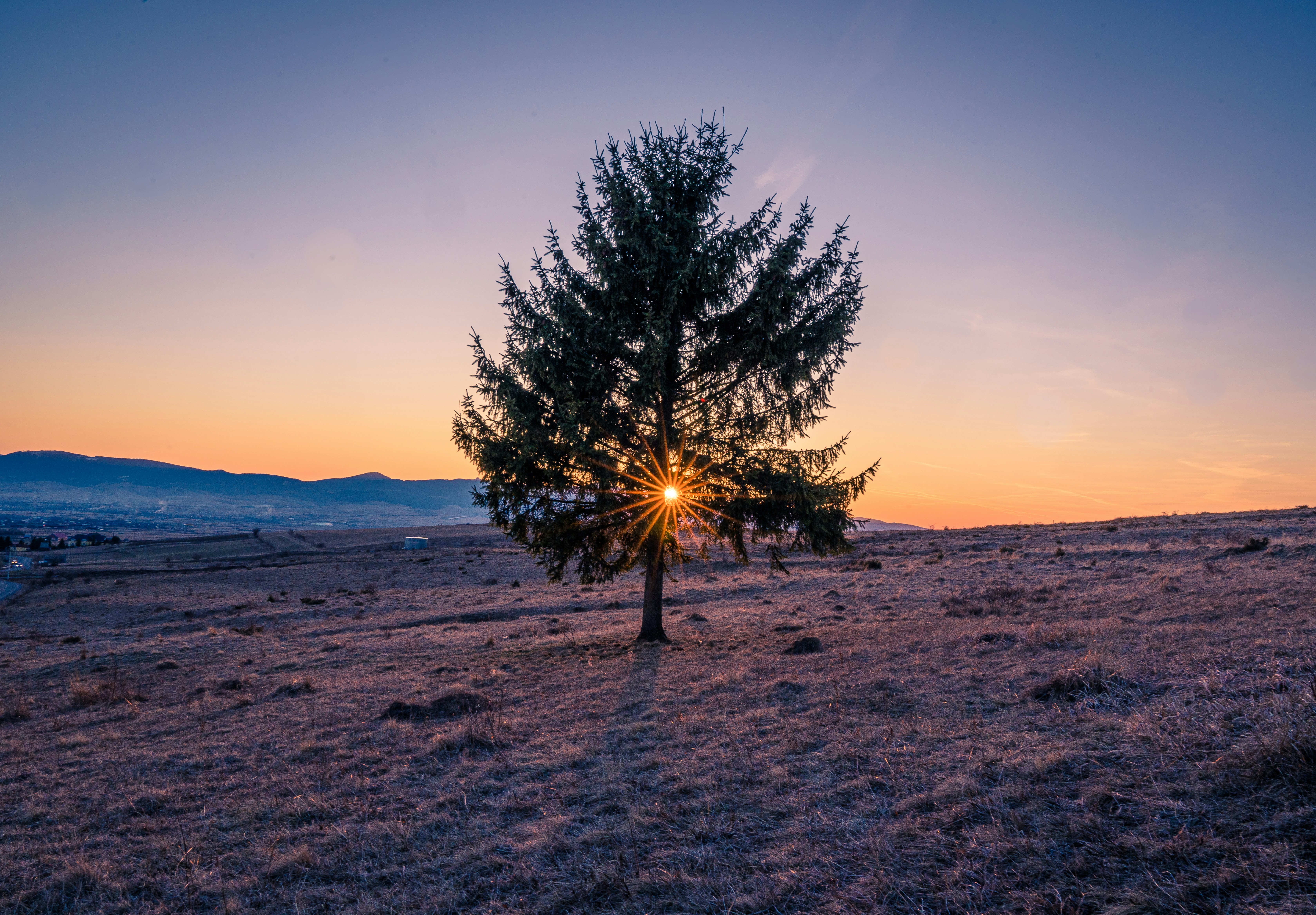 Ein einsamer Baum mitten auf einem Feld
