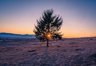a lone tree in the middle of a field