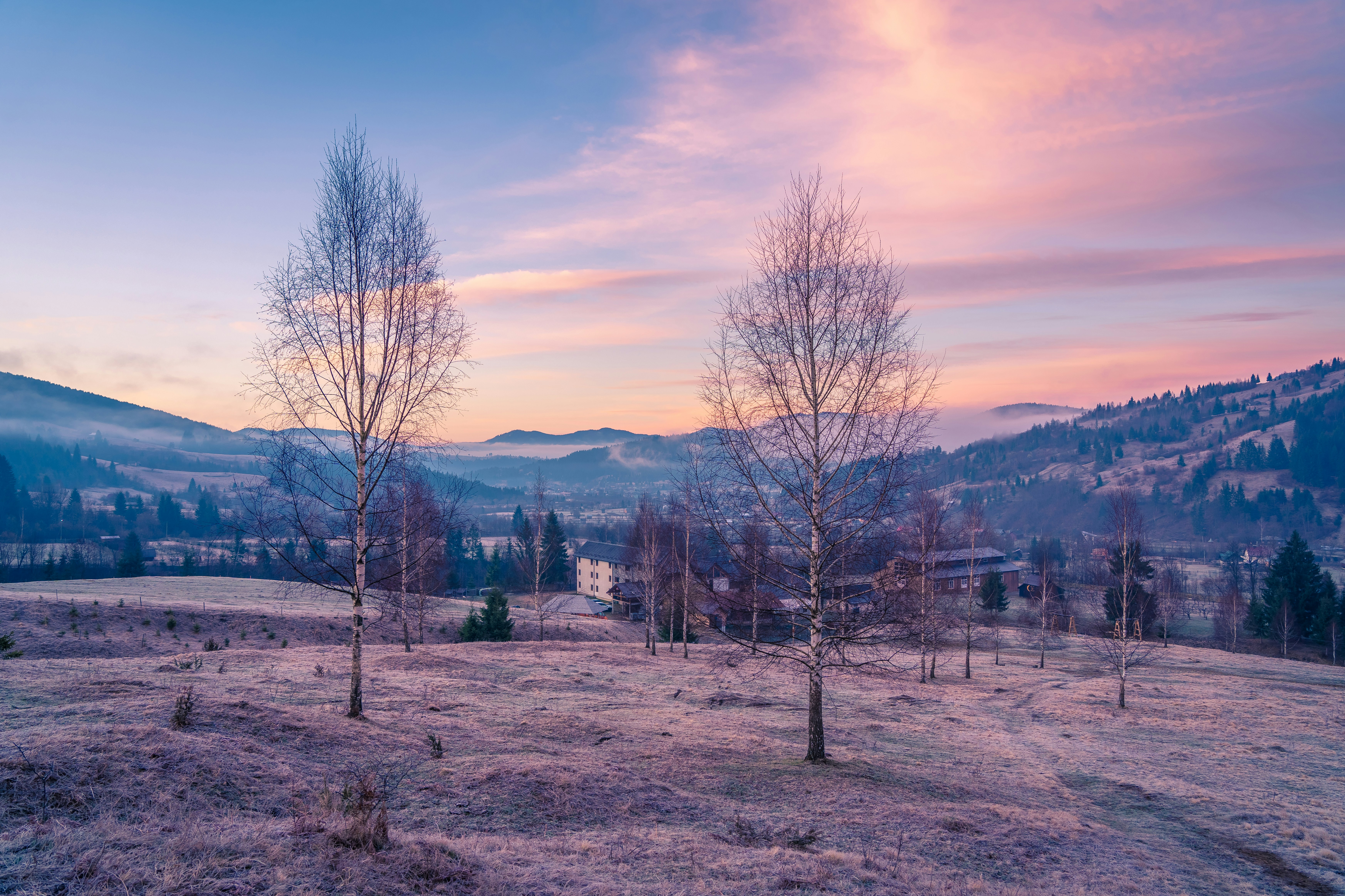 ein Feld, auf dem sich einige Bäume befinden