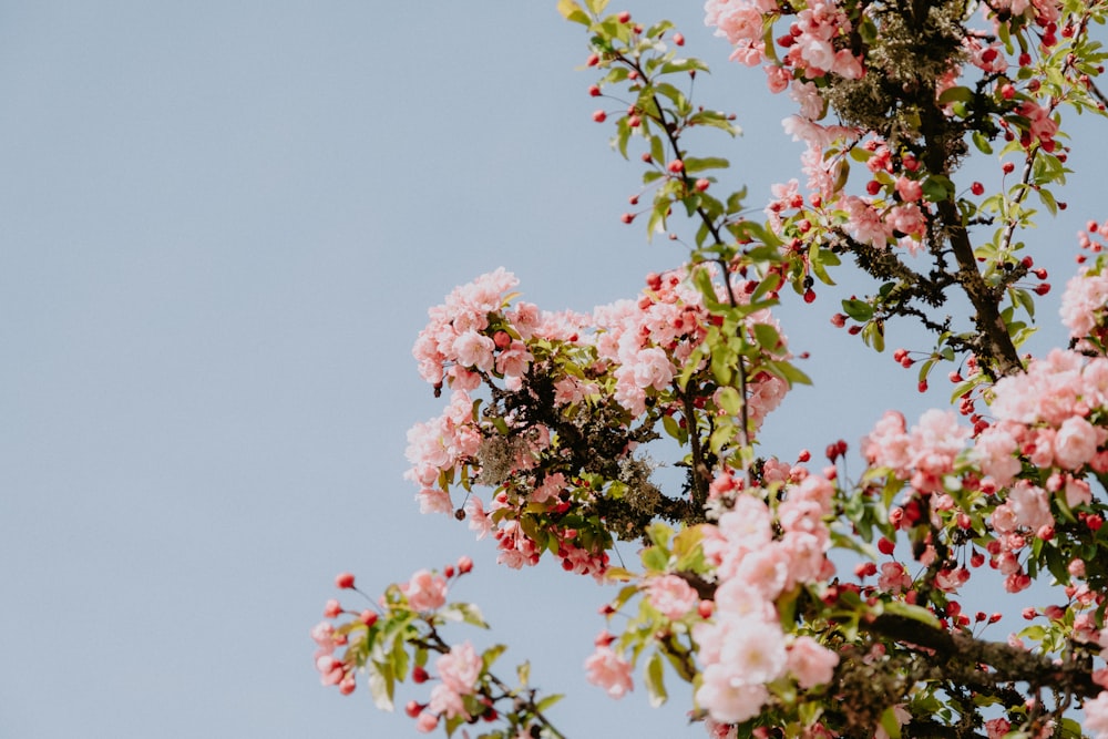 pink flowers are blooming on the branches of a tree