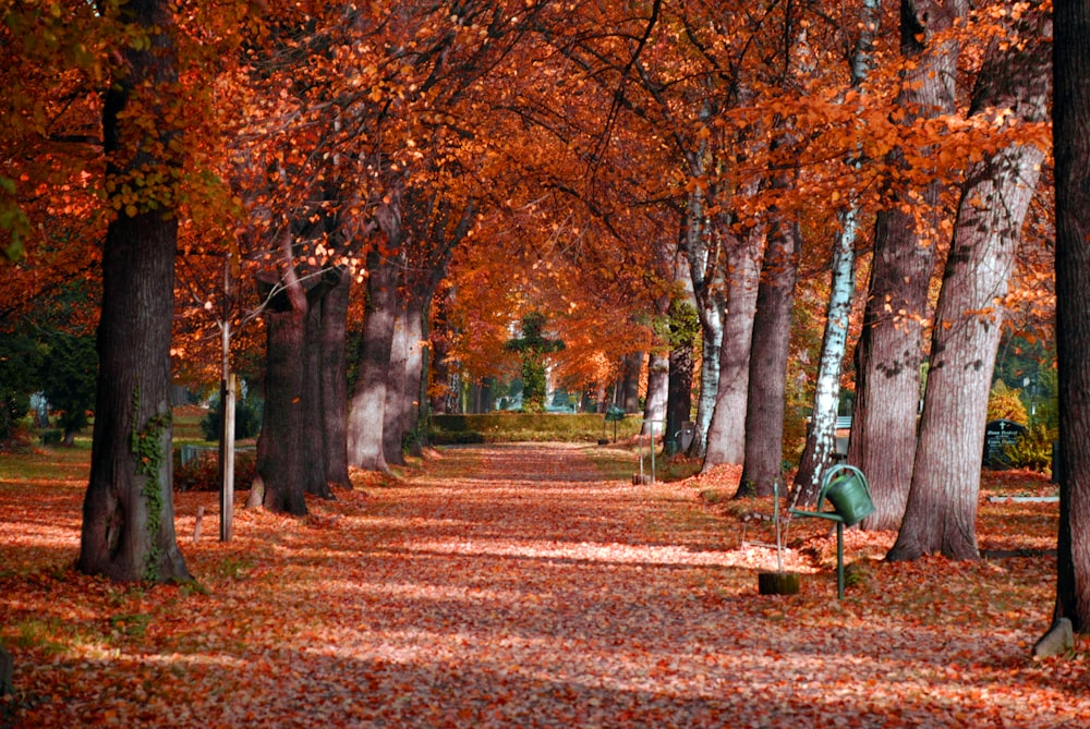 Un parco con molti alberi e foglie sul terreno