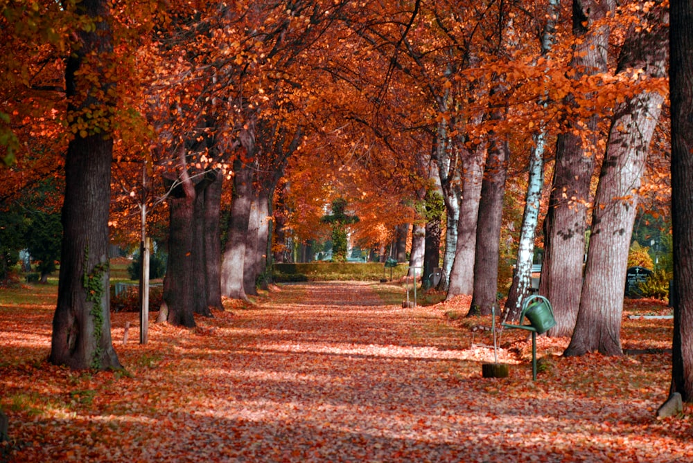 a park with lots of trees and leaves on the ground