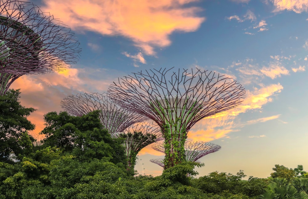 un árbol frente a una palmera