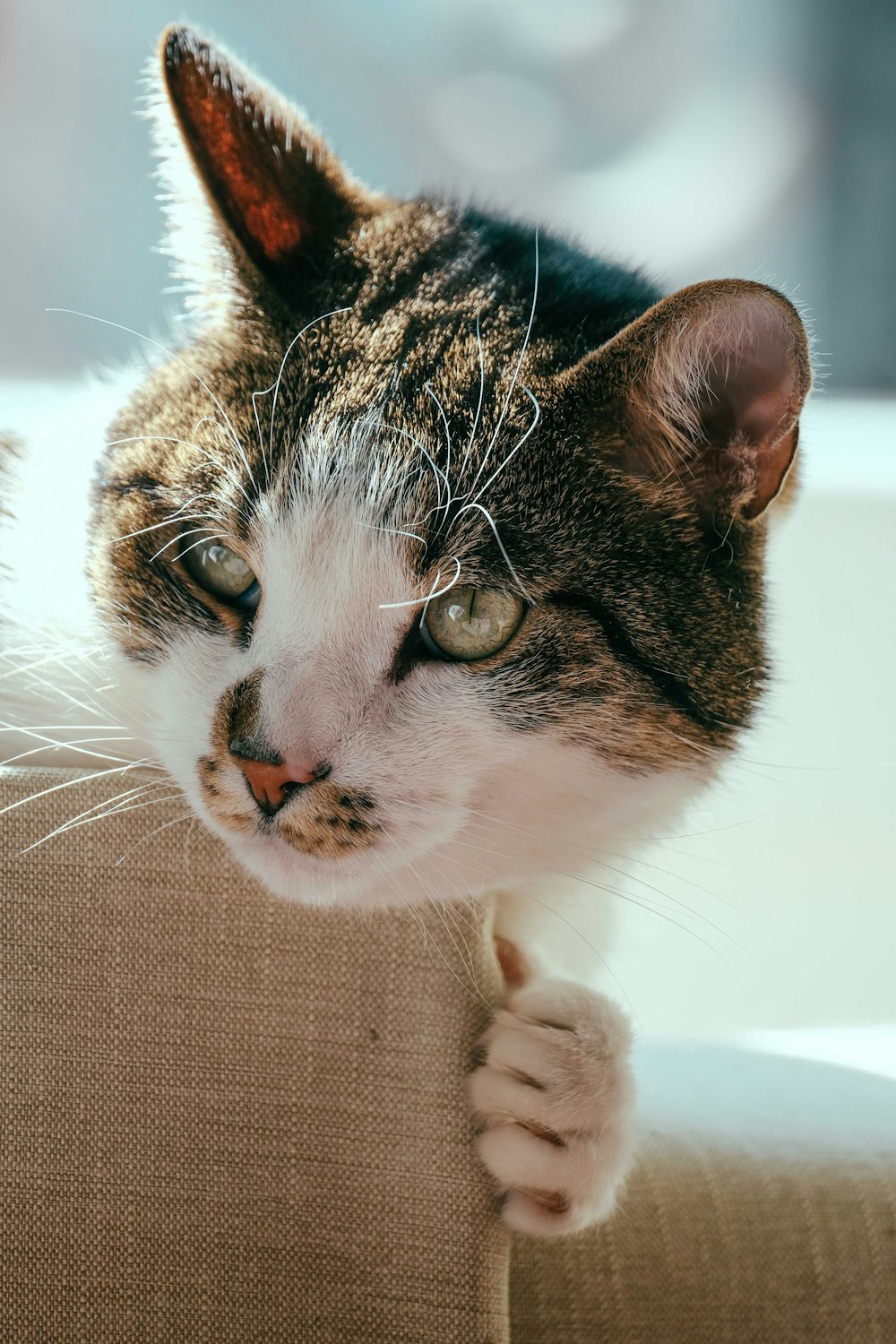 a close up of a cat on a couch