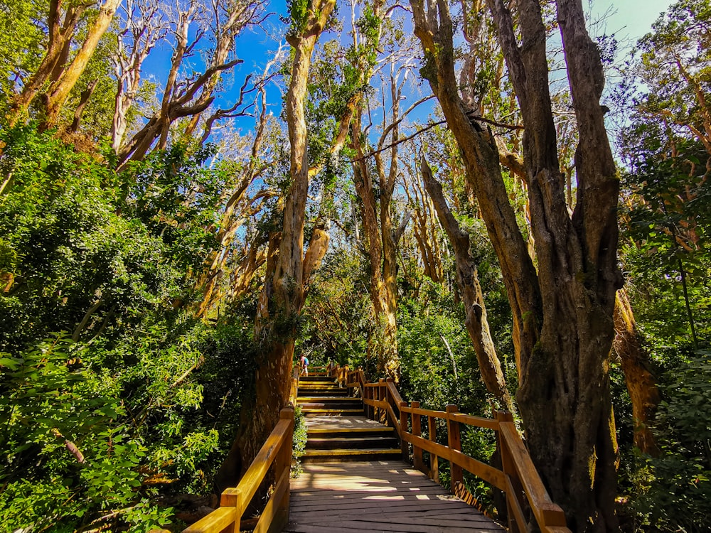 a wooden walkway in the middle of a forest