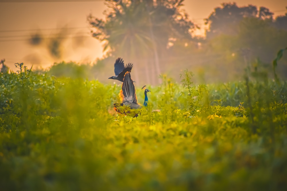 a bird sitting on top of a grass covered field