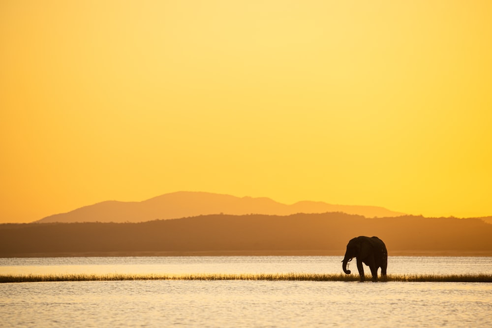 a large elephant standing next to a body of water