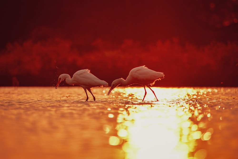 a couple of birds standing on top of a body of water