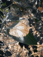 A leaf with a large brown and white patch indicating possible disease or damage, surrounded by other leaves in a blurry background.