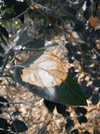 A leaf with a large brown and white patch indicating possible disease or damage, surrounded by other leaves in a blurry background.
