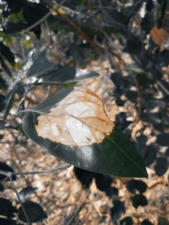 A leaf with a large brown and white patch indicating possible disease or damage, surrounded by other leaves in a blurry background.