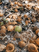 a bunch of mushrooms that are on the ground