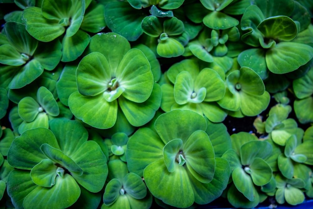 a close up of a bunch of green flowers