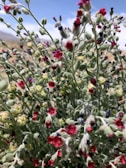 A close-up of vibrant wildflowers native to Florida.
