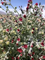 Close-up of wildflowers blooming in the earth near Sedona’s trails.