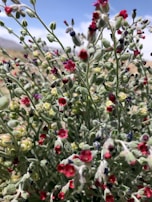 A close-up of colorful wildflowers swaying in the breeze.