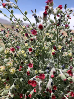 A close-up of vibrant wildflowers blooming against a backdrop of red soil and blue sky