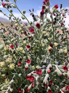 A close-up of colorful wildflowers swaying in the breeze.