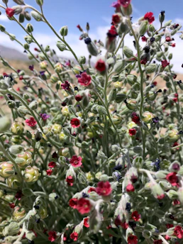 A close-up of vibrant desert wildflowers blooming under the bright Tempe sun.