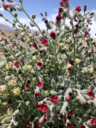 Close-up of wildflowers blooming beside the rugged path of our RV adventure.