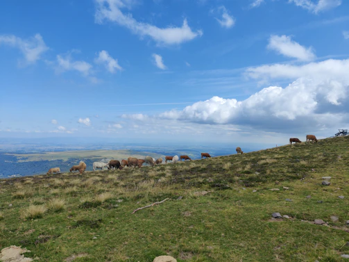 Cattle grazing peacefully on green pastures with rolling hills in the background.