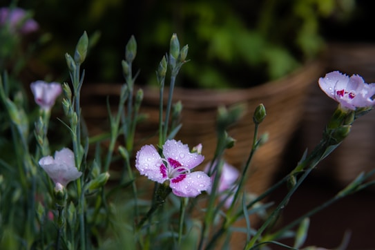 Delicate pink and white flowers with dewdrops are surrounded by slender green stems and buds. The soft lighting enhances the fresh and serene atmosphere, with blurred wicker basket elements in the background providing a rustic touch.