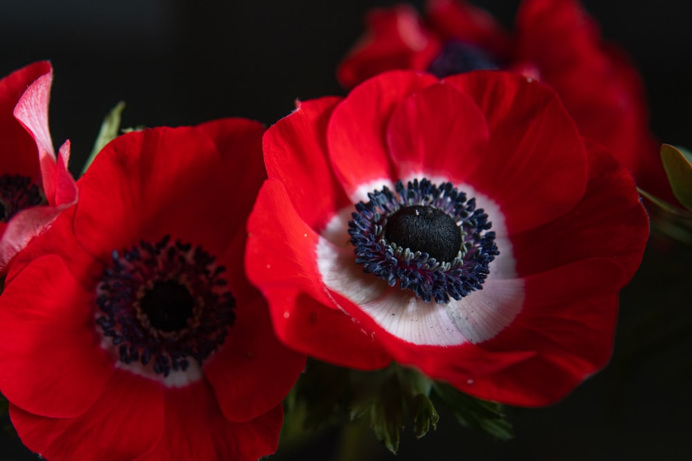 a close up of a bunch of red flowers