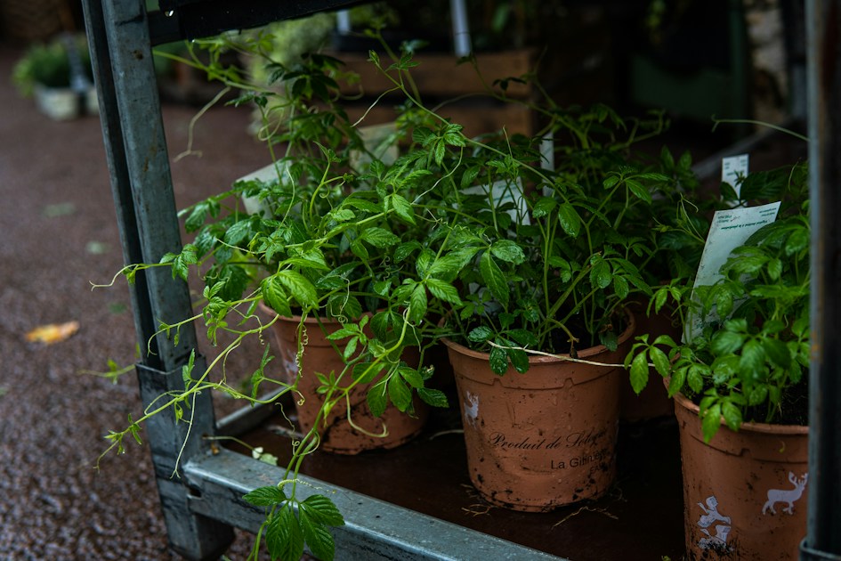 10 Best Herbs to Grow on Your Balcony (Even in Shade) — practical guide overview