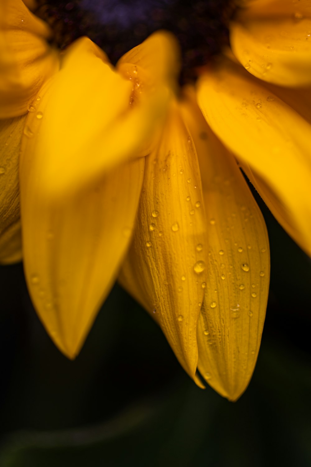 a yellow flower with water droplets on it