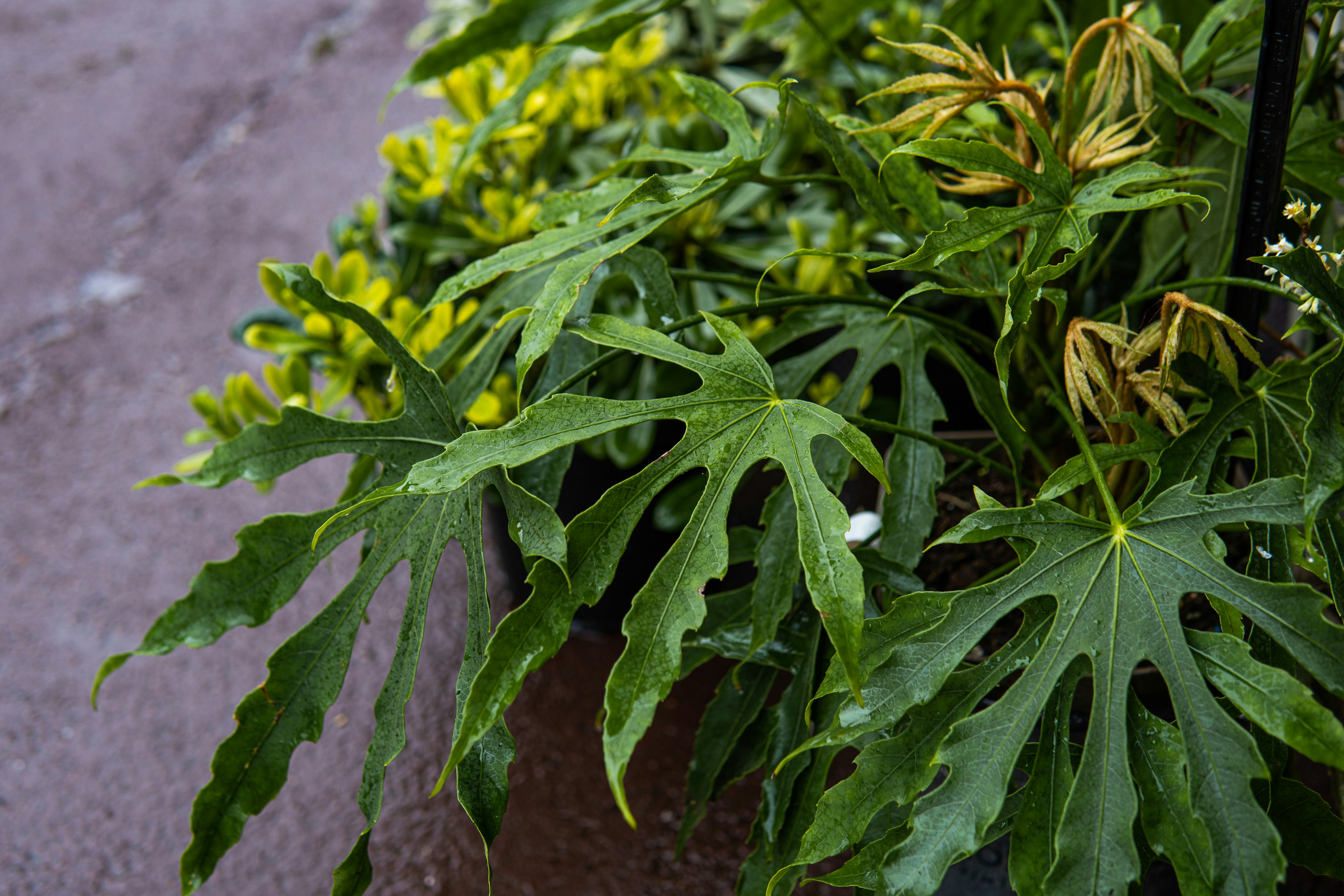 photo-1649840844354-773d12238370?ixid=M3wxMjA3fDB8MXxzZWFyY2h8MTg1fHxkcmllZCUyMG1vcmVscyUyMHByaWNlJTIwcGVyJTIwcG91bmR8ZW58MHx8fHwxNjk5ODYwMjQ3fDA%5Cu0026ixlib=rb-4.0.3