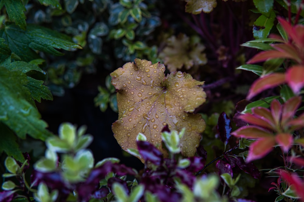 a close up of a bunch of plants with water droplets on them