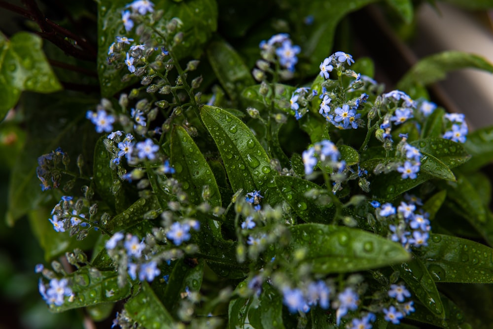 a bunch of blue flowers with green leaves