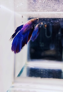 Crimson Marble Betta