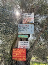 A tree with several colorful wooden signs nailed to its trunk, advertising different local attractions and dining spots. The signs display various text in mixed languages, including 'Taverna', 'Colombos', and direction arrows for nearby locations. Sunlight filters through the leaves, creating a natural and rustic atmosphere.