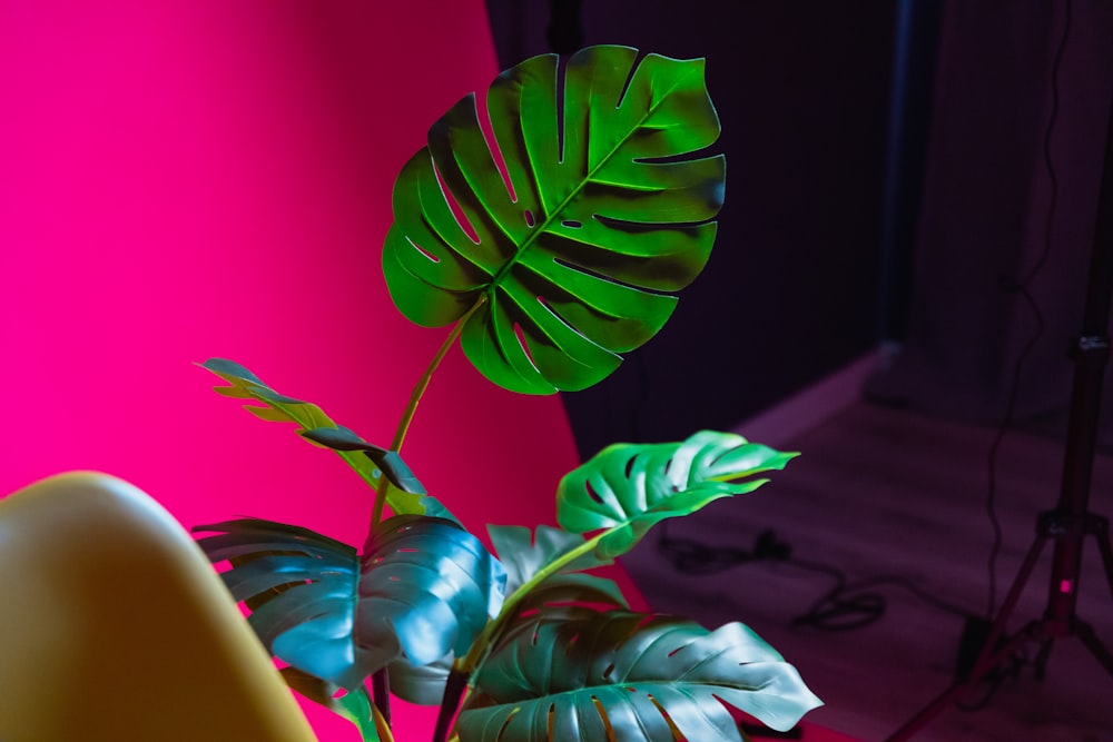 uma planta com folhas verdes na frente de um fundo rosa