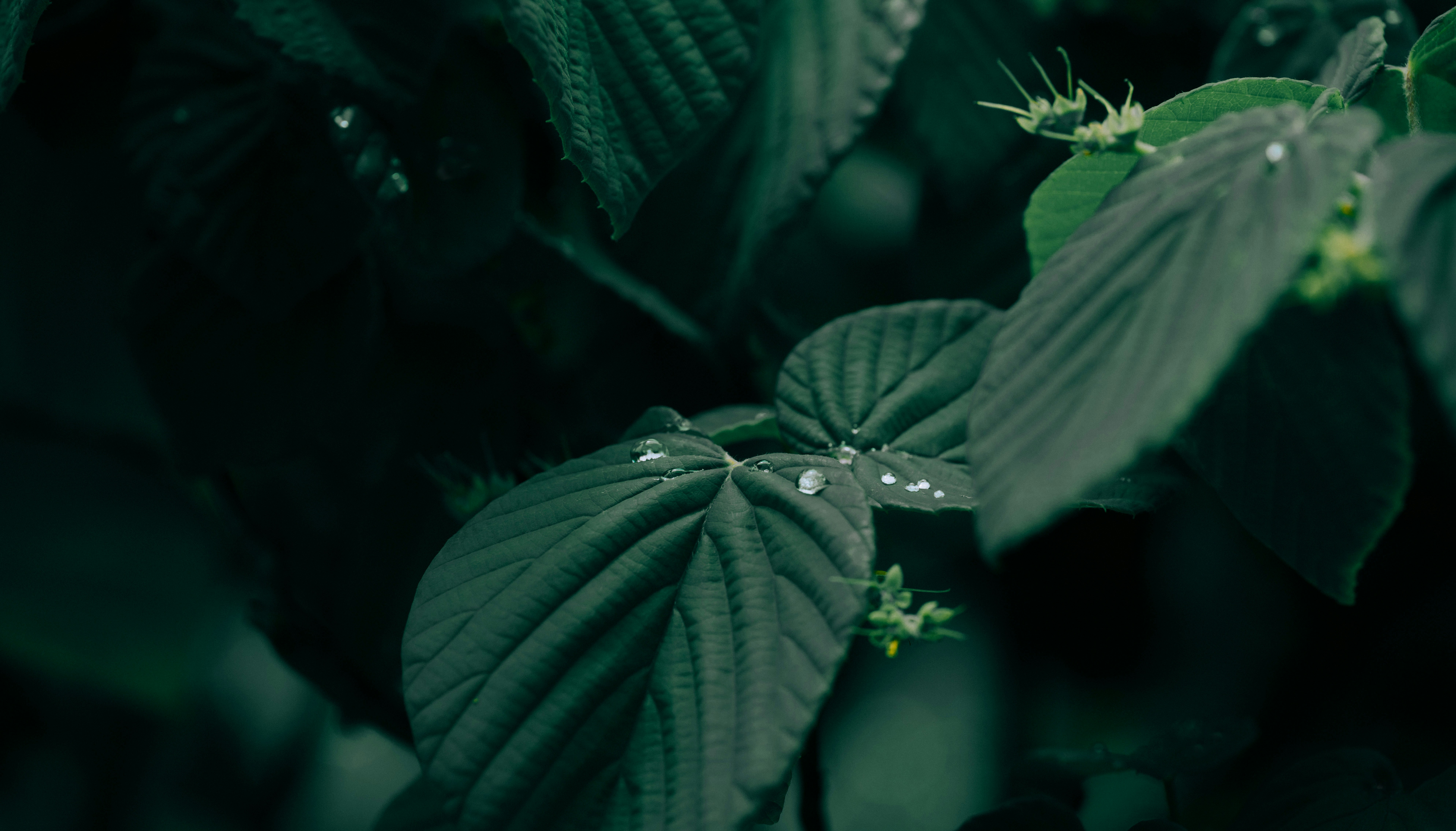 Photo by tokyokohaku