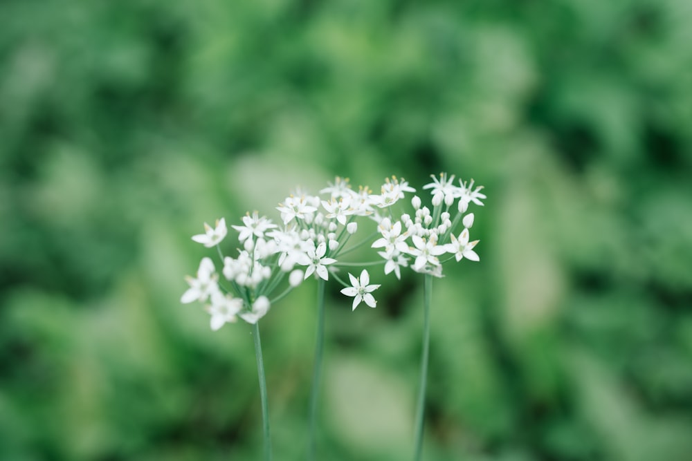 a group of white flowers sitting on top of a lush green field