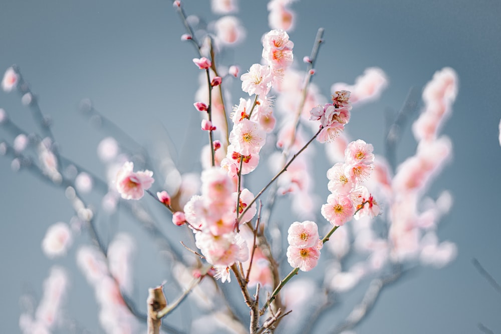 a close up of a tree with pink flowers