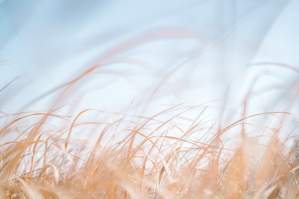 a blurry photo of a field of tall grass