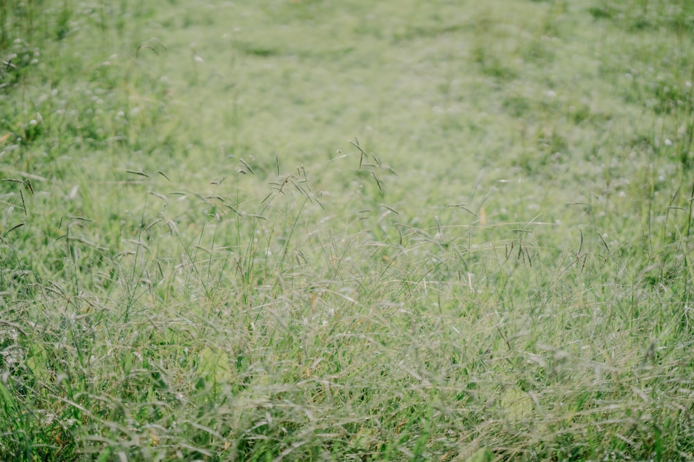 a field of tall grass with a red stop sign in the middle of it