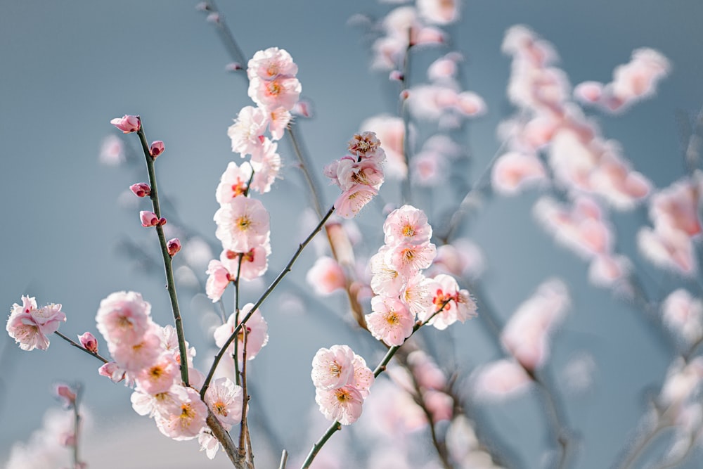 a bunch of pink flowers that are in a vase