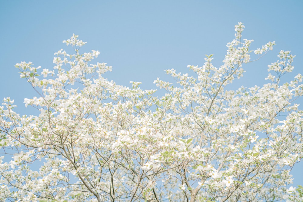 a tree with white flowers against a blue sky