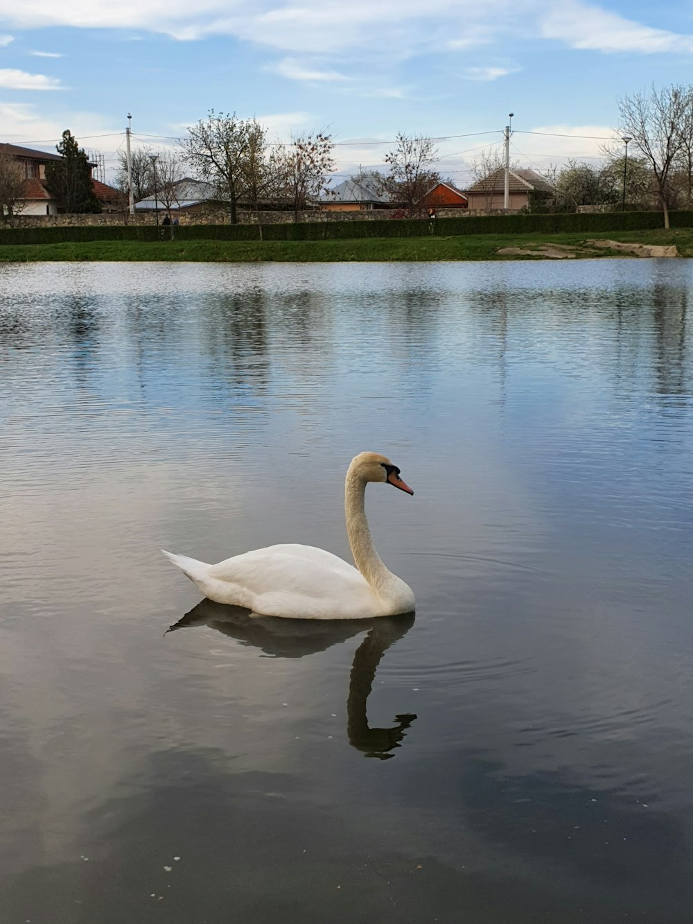 a white swan swimming on top of a lake