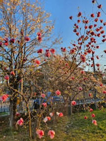 A garden scene featuring trees with pink blossoms in full bloom. The branches are adorned with numerous vibrant flowers, capturing the essence of spring. Sunlight illuminates the scene, casting a warm glow on the blossoms and creating a picturesque atmosphere. A blue sky serves as the backdrop, enhancing the vivid colors of the flowers.