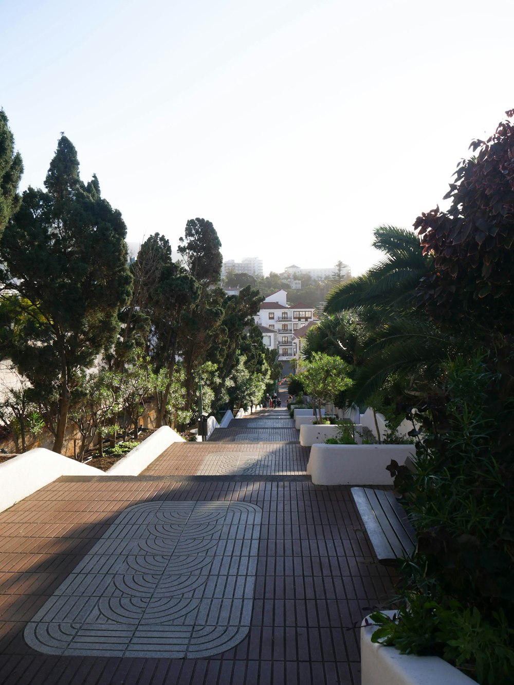 a walkway lined with plants and trees on a sunny day