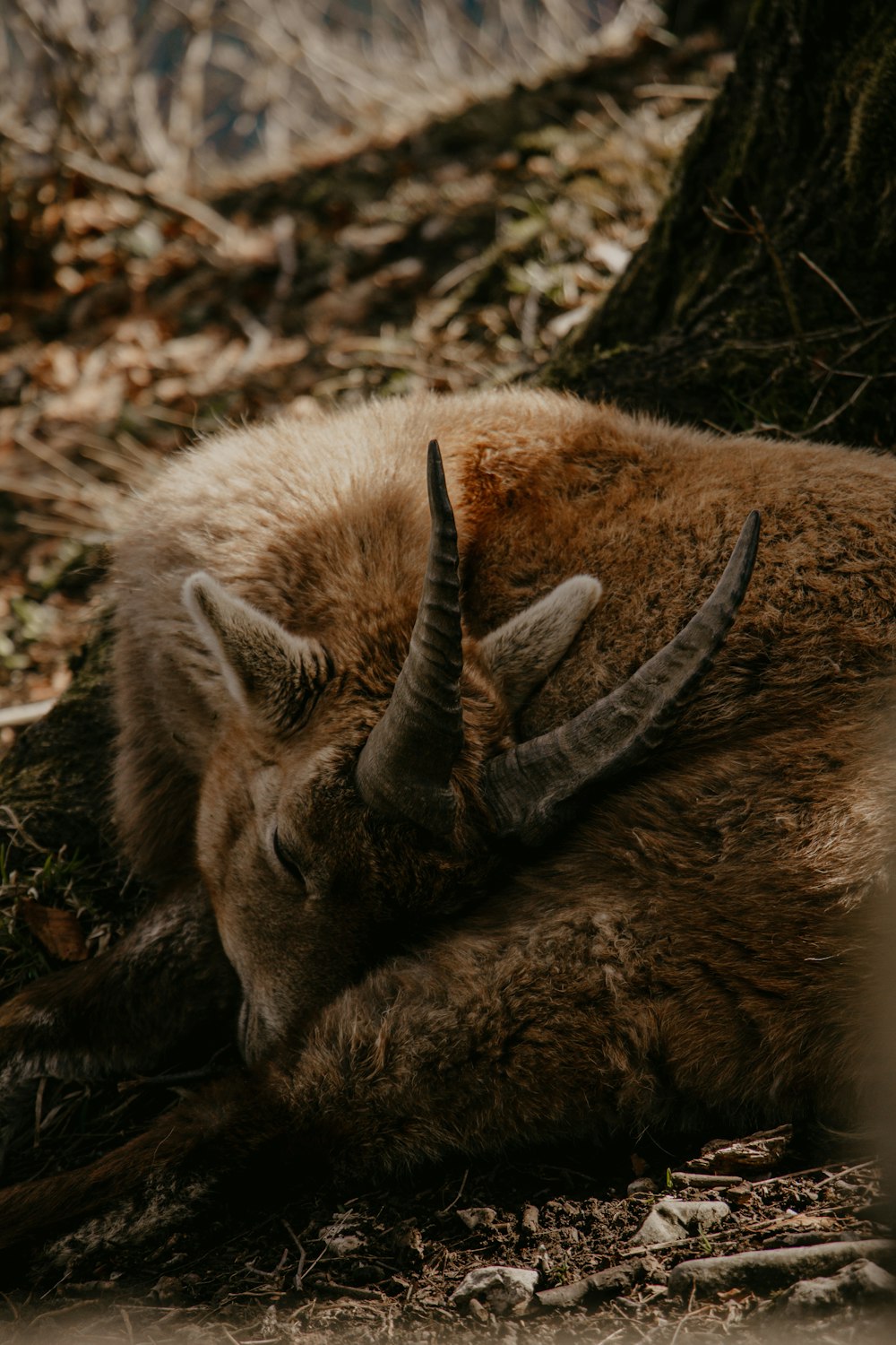 un animal à cornes étendu sur le sol à côté d’un arbre