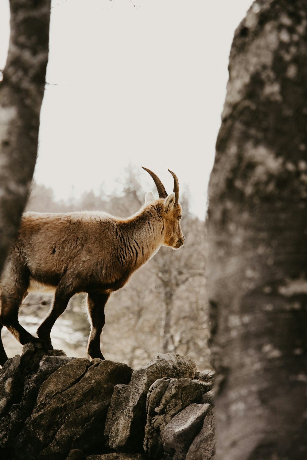 a goat standing on a rock in a forest